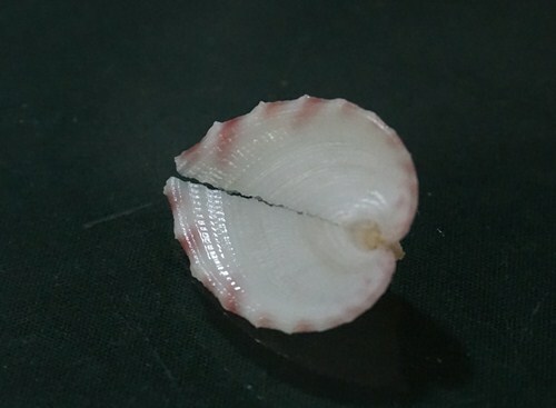 Corculum Impressum 23.6 mm F+++/GEM TINY SIZE gorgeous SMALL heart beauty WOW - Picture 5 of 8