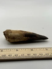 Spinosaurus 3.5” TOOTH  Teeth Dinosaur Fossil before T Rex Cretaceous SC 168
