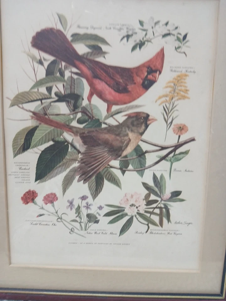 Juego de 1-4 impresiones de imágenes de pájaros enmarcados Arthur Singer - Robins/Cardenals/Bluebird  Foto 3 de 4