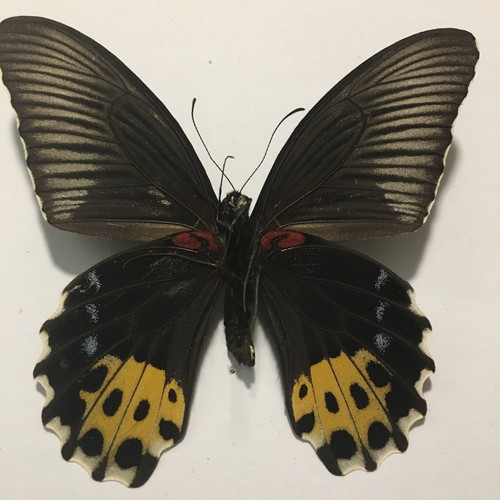 Real Insect/Butterfly/Moth Set/Spread B1742 Rare Papilio forbesii