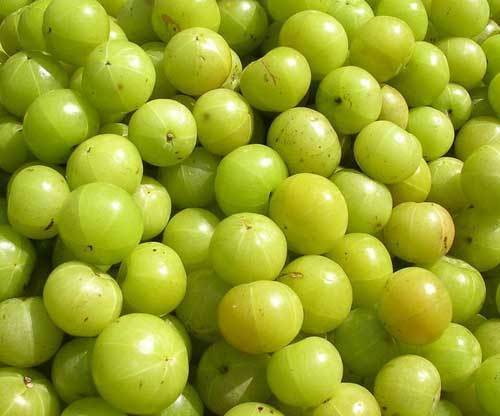 Phyllanthus Emblica Seeds, India Gooseberry Seeds. Amla Seeds - 20 Seeds - Foto 2 di 7