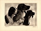 1930s Antique Foxhound Print Bert Cobb Hunting Dog Illustration Wall Art 5538t
