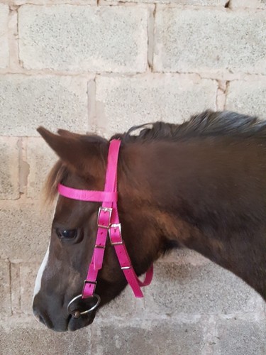 Mezza corona BRIDLE Shetland, piccolo pony, pony, pannocchia, F/S. Rete sintetica lavabile - Foto 26 di 52