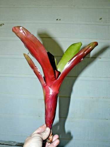 BROMELIAD Aechmea minata Large Healthy Pup! - Picture 3 of 3