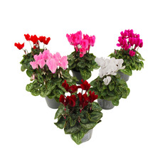 Florists' Cyclamen - 6 pcs. - Cyclamen persicum - Height