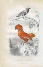 Antique  cock of the rock, cordon blue finch bird print from 1850. Original and