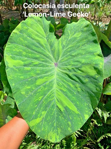Colocasia variedad esculenta BULBOS VIVOS Oreja de Elefante CERTIFICADO FITOSANITARIO GRATUITO. - Imagen 10 de 29