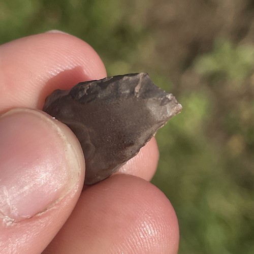 Triceratops Tooth. Hell Creek Formation. 70myo Montanna USA - Picture 11 of 11