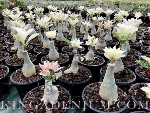 100 SEEDS ADENIUM OBESUM DESERT ROSE TRIPLE KA68 FRESH NEW HYBRID BEST SELLING - Picture 7 of 9