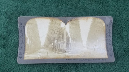 STEREOSCOPE CARD An Avenue of Stanley Palms Palm Drive Los Angles 1908 - Picture 1 of 3