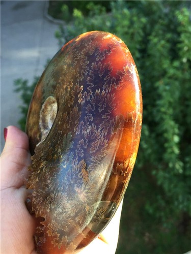 533g  Rare Natural conch handwork carved ammonite fossil specimens  (iron) U169 - Picture 7 of 11