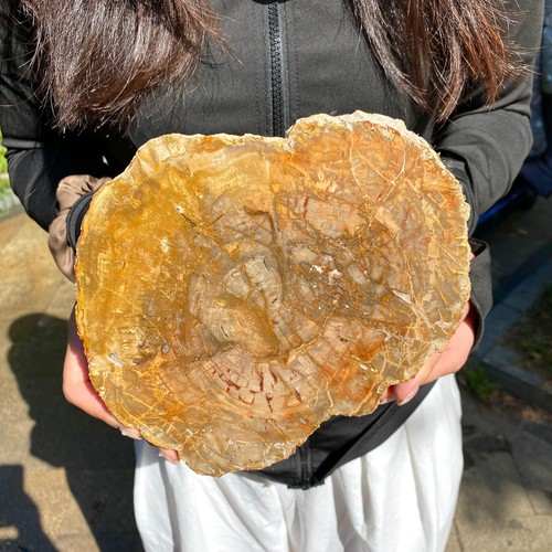 2.6LB Large Beautiful polished Arizona red petrified wood slice mineral specimen - Picture 6 of 11