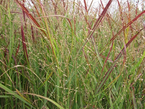 3 x Panicum virgatum 'Cardinal' (Ziergras/Gräser/Stauden/winterhart) Rutenhirse - Bild 3 von 4