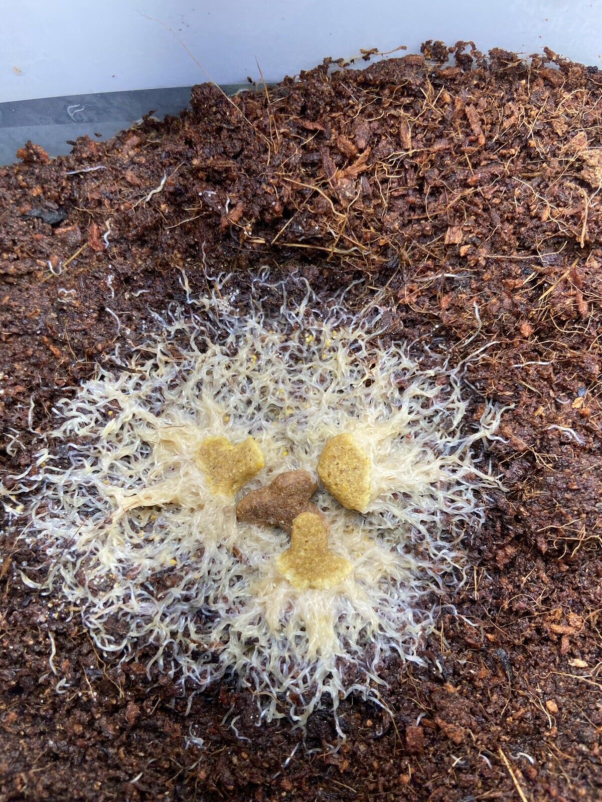 Grindal worm culture in 12OZ Cup(Please read description before