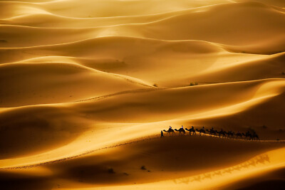 -Sahara Sand Dünen Ägypten Landschaft Kamele Natur VLIES Fototapete-WÜSTE- 3324V -Sahara Sand Dünen Ägypten Landschaft Kamele Natur VLIES Fototapete-WÜSTE- 3324V