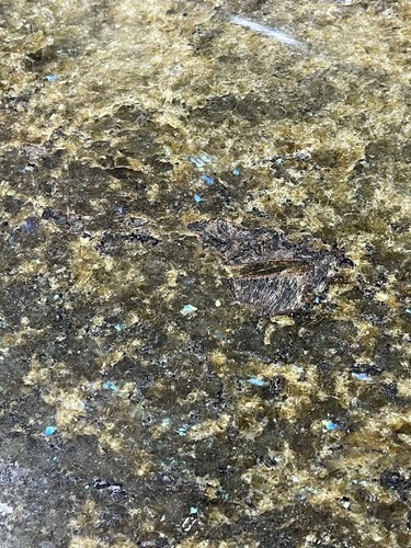 12x12 Tile Sea Coral Green Granite Bath Shower Remodel BOX OF 5 TILES T-99 - Picture 1 of 9