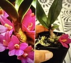 Orchid Plant Dendrobium laevifolium 3 in pot