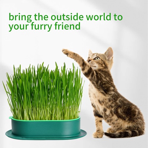 NEKOSEKO Cat Grass Hydroponics, Cat Grass Kit,Planting Package, Indoor Soille... - Picture 4 of 6