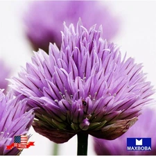 450 Chives Seeds Non-GMO Heirloom
