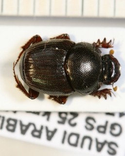 Geotrupidae Saudi Arabia II