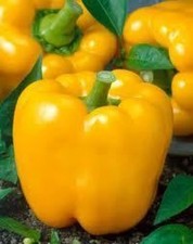 25 GOLDEN CALIFORNIA WONDER PEPPER SEEDS  heirloomseedguy  2026  NON-GMO