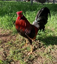 6 Fertile Live Hatching Eggs K31 0 