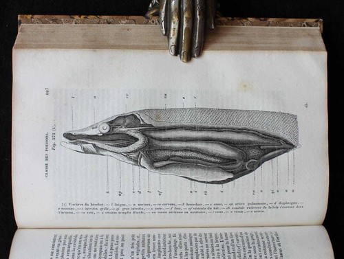1854 Antique Zoology Book Illustrated 504 Engravings Wildlife Animals Science - Picture 10 of 10