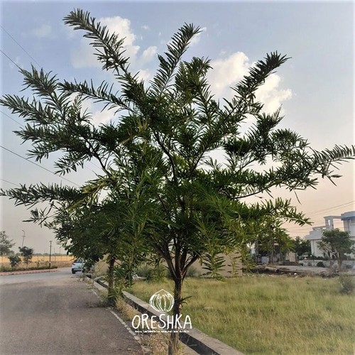 Amla (Indian Gooseberry, Mirobalan gray, Amalaki) 10 PCS fresh seeds, Fruit seed - Picture 5 of 6