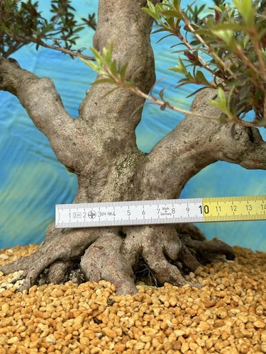 Joe MEGA Bonsai " KOTO " Jap.Satsuki Azalee Schale Tokoname Blau Japan Neu - Bild 16 von 16