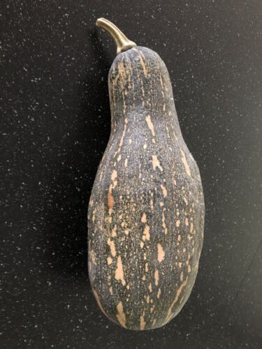 Trombone Pumpkin Gramma 15 X seeds Organic - Picture 4 of 4