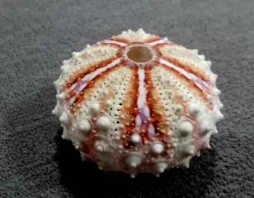 Coelopleurus granulatus sea urchin 32.2 mm GEM ,beautiful color pattern WOW!!! - Picture 3 of 8