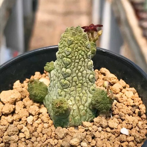 Cactus Living Plant Pseudolithos Caput-viperae Beautiful Cactus Rare 3-5CM - Picture 5 of 6
