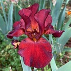 Tall Bearded Iris Rhizome "Spartan" Schreiner 1972 Awards!