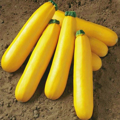 GOLDEN ZUCCHINI SEEDS 30+ summer SQUASH Vegetables GARDEN healthy FREE SHIPPING - Picture 6 of 12