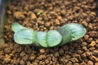 Succulent - Haworthia springbokvlakensis x  'Makairyuu' seedling