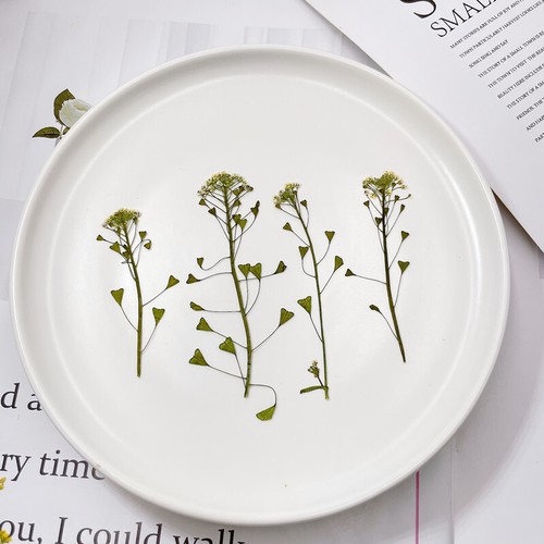 Pressed Dried Shepherd's Purse Stalk Epoxy Resin Candle Scrapbook Frame Floral - Picture 58 of 66