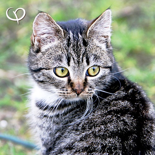 Grünlippmuschel Pulver 500 g Hund Katze Glycosaminoglykan green lip mussel Barf - Bild 3 von 6