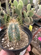 Pilosocereus Blue Azureus Cactus Succulent 2"Tall #12Y Houseplant