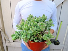 Bear Paw Cotyledon Tomentosa Succulent -B