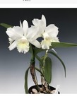 Cattleya Rlc.Hawaiian Wedding Song Virgin