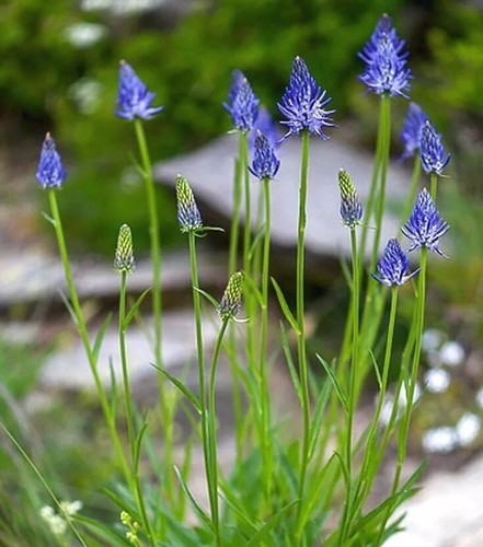 PHYTEUMA BETONICIFOLIUM, RAMPIÓN HOJAS DE HORMIGÓN - Imagen 3 de 4