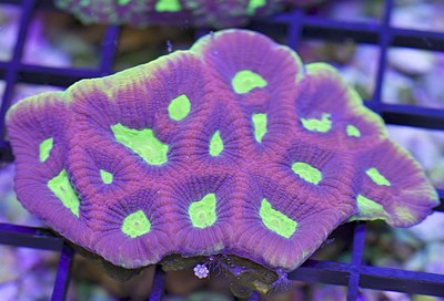 long polyp stony corals