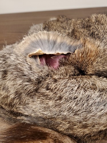 Racoon Fur Hat With Face And Tail Size 7 1/8 - Damaged - Picture 10 of 10