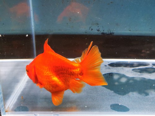 Show Yuanbao Goldfish WYSIWYG #1 - Picture 4 of 5