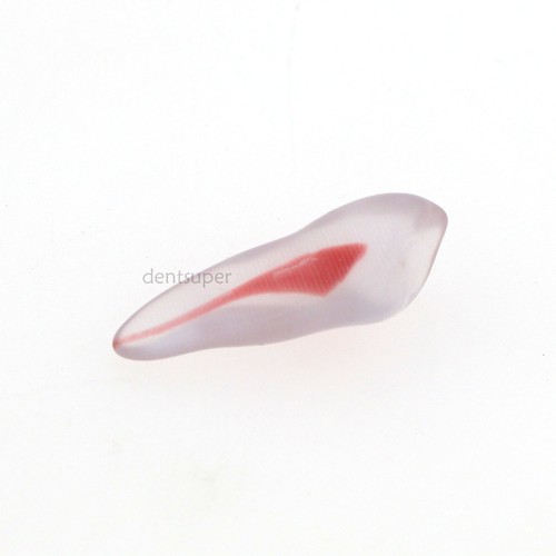 Bloque de práctica modelo de dientes de conducto radicular endo dental para estudio de cavidad pulpar ECA, 3D - Imagen 37 de 87