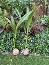 Coconut Tree (Green) Live Palm Sprouted Ready To Plant LARGE TALL  3 Feet Tall!!