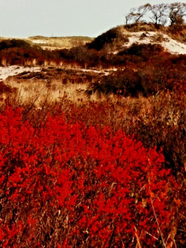 John R. Wells, Cibachrome, Landschaft Parker River Natur Refuge, Plum Island, MA - Bild 7 von 8