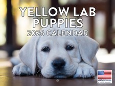 Yellow Lab Puppy Calendar 2026 Monthly Wall Calender 12 Month