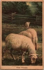 1919 Fowler MI Hand-Colored Sheep Postcard - Prize Winners Farm Animal