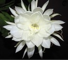 Epiphyllum oxypetalum cv MARYLIN (white flower) | Queen of the Night -  - Regina